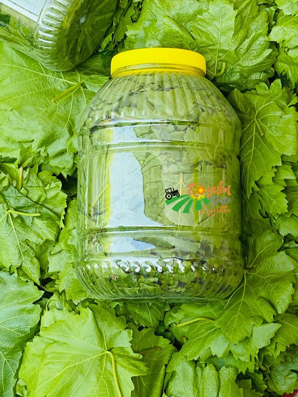 Kuru Basım Yaprak 5'lik Bidon