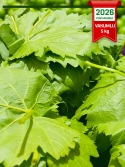Vakumlu Kuru Basım Asma Yaprak 5kg